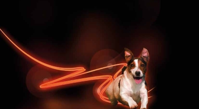 Hiperadrenocorticismo